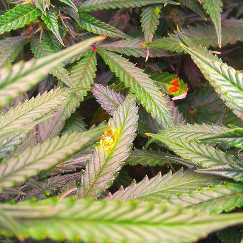 Auto Northern Lights growlog timeline photo