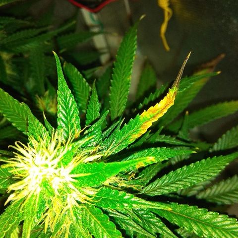 Auto Northern Lights growlog timeline photo