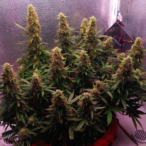 Auto Northern Lights growlog timeline photo