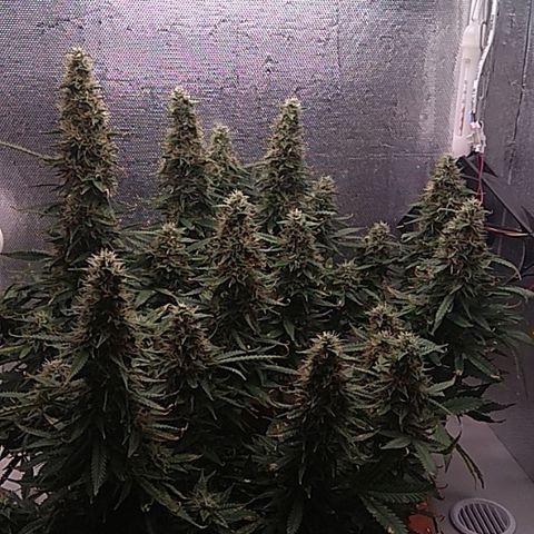 Auto Northern Lights growlog timeline photo
