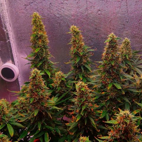 Auto Northern Lights growlog timeline photo