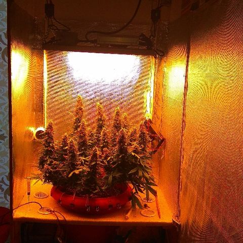 Auto Northern Lights growlog timeline photo