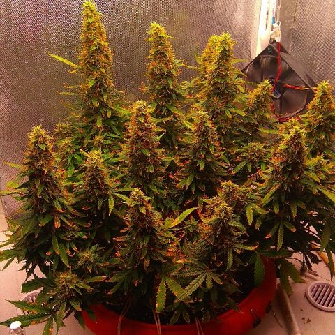 Auto Northern Lights growlog timeline photo