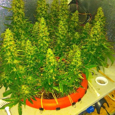 Auto Northern Lights growlog timeline photo