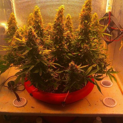 Auto Northern Lights growlog timeline photo