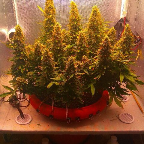 Auto Northern Lights growlog timeline photo