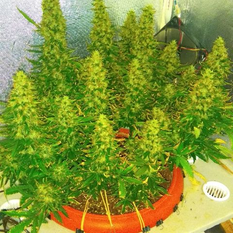 Auto Northern Lights growlog timeline photo