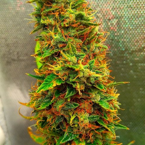 Auto Northern Lights growlog timeline photo