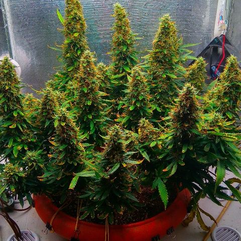 Auto Northern Lights growlog timeline photo
