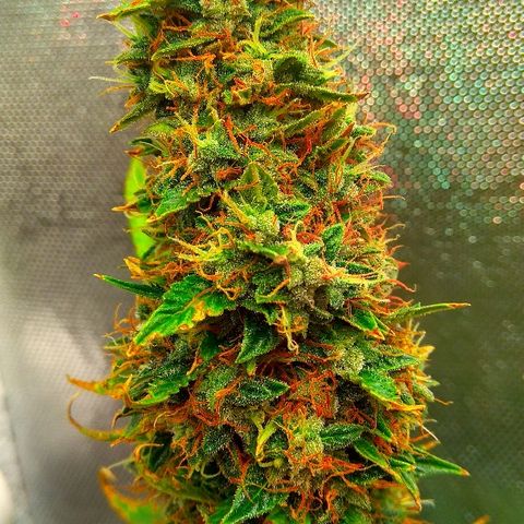 Auto Northern Lights growlog timeline photo