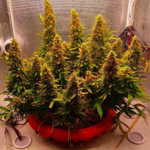 Auto Northern Lights growlog timeline photo