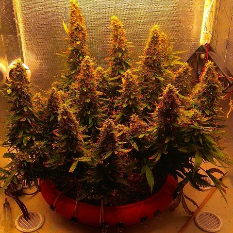 Auto Northern Lights growlog timeline photo