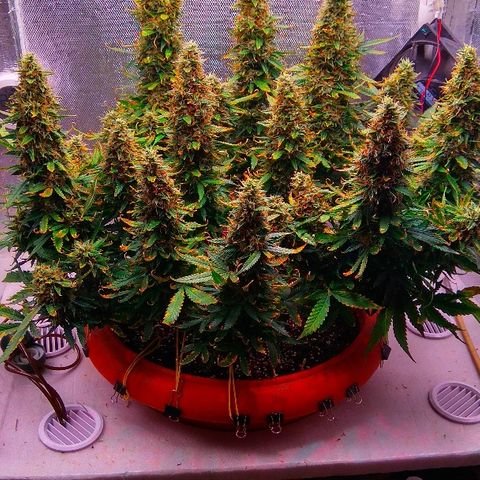 Auto Northern Lights growlog timeline photo