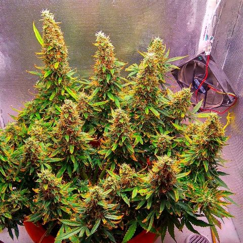 Auto Northern Lights growlog timeline photo