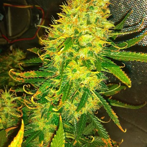 Auto Northern Lights growlog timeline photo