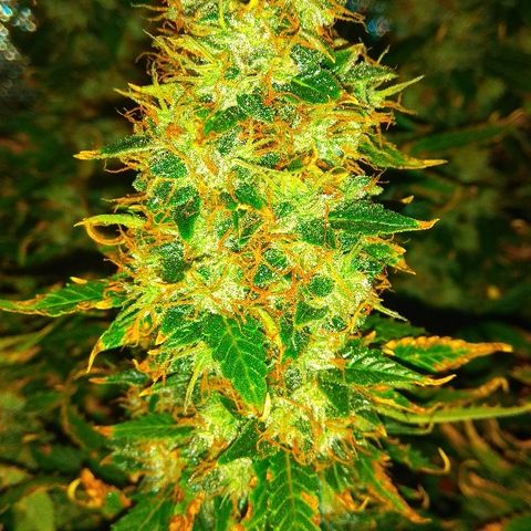 Auto Northern Lights growlog timeline photo