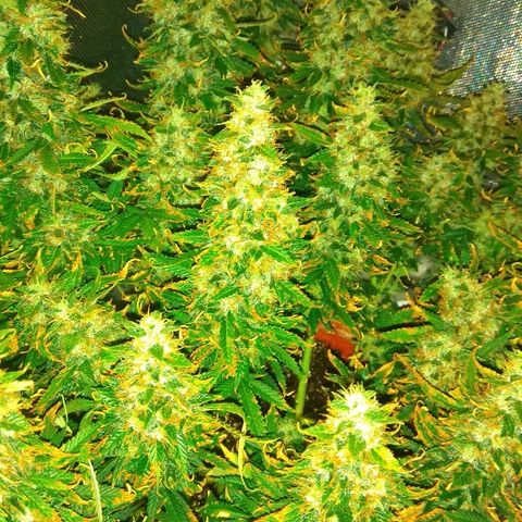 Auto Northern Lights growlog timeline photo