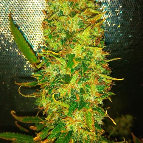 Auto Northern Lights growlog timeline photo