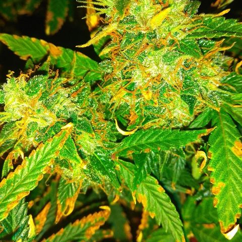 Auto Northern Lights growlog timeline photo