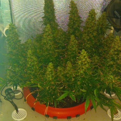 Auto Northern Lights growlog timeline photo