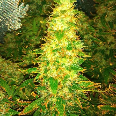 Auto Northern Lights growlog timeline photo