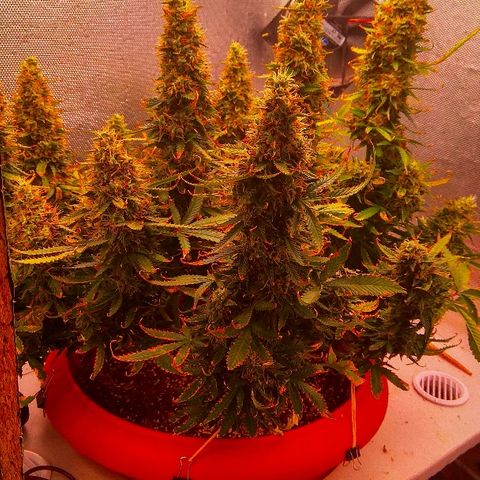 Auto Northern Lights growlog timeline photo