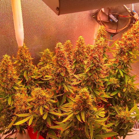 Auto Northern Lights growlog timeline photo