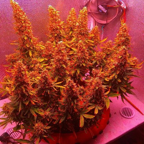 Auto Northern Lights growlog timeline photo