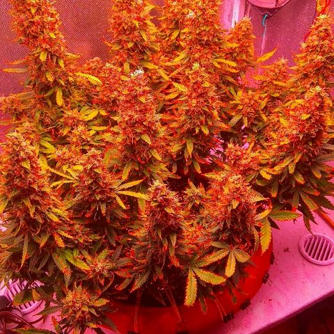 Auto Northern Lights growlog timeline photo