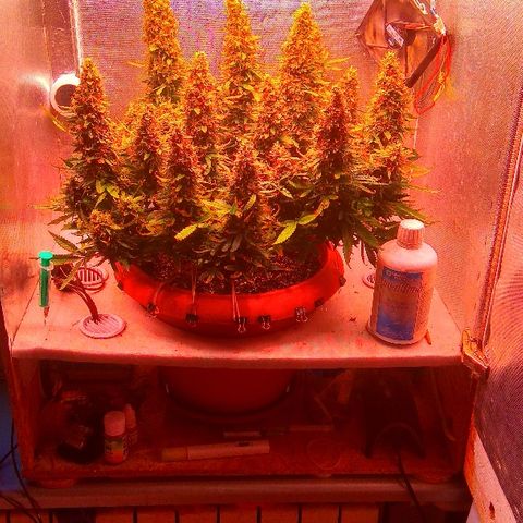Auto Northern Lights growlog timeline photo