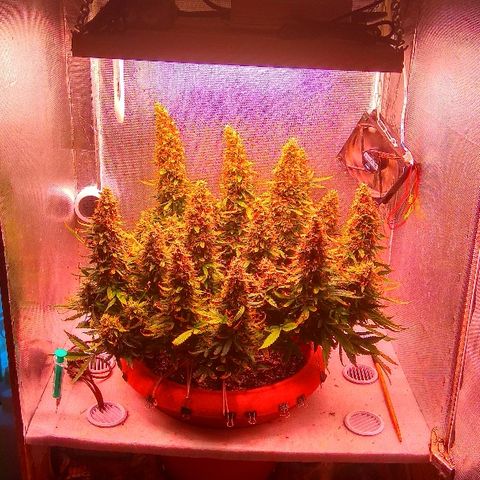 Auto Northern Lights growlog timeline photo