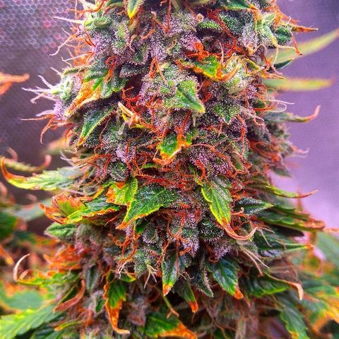 Auto Northern Lights growlog timeline photo