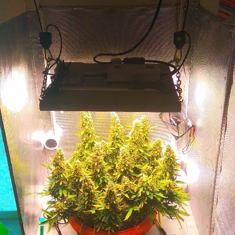 Auto Northern Lights growlog timeline photo