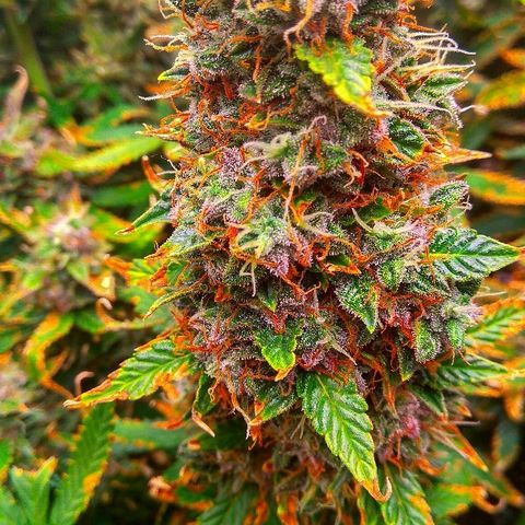 Auto Northern Lights growlog timeline photo
