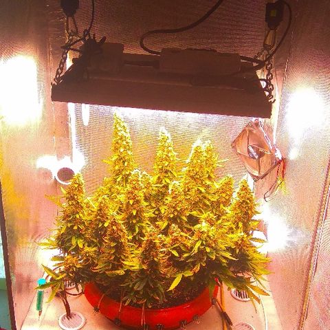 Auto Northern Lights growlog timeline photo