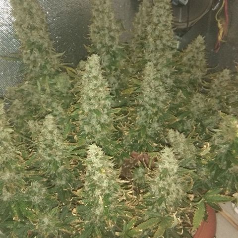 Auto Northern Lights growlog timeline photo