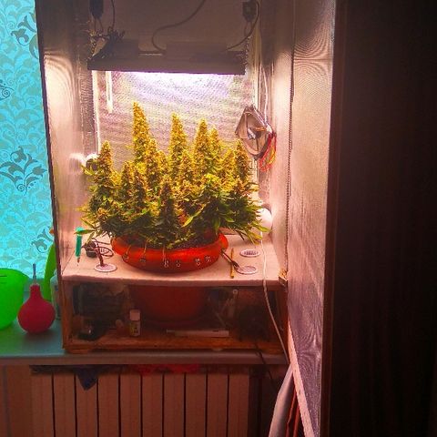 Auto Northern Lights growlog timeline photo