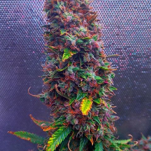 Auto Northern Lights growlog timeline photo