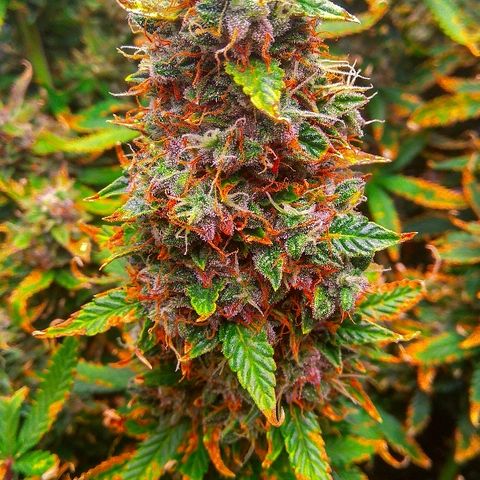 Auto Northern Lights growlog timeline photo
