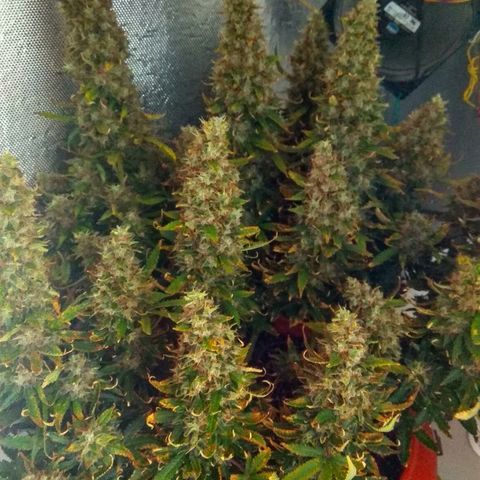 Auto Northern Lights growlog photo: Вторые сутки тьма и засуха