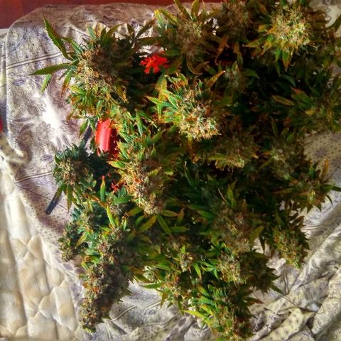 Auto Northern Lights growlog timeline photo