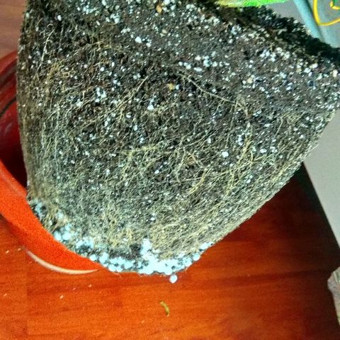 Auto Northern Lights growlog timeline photo