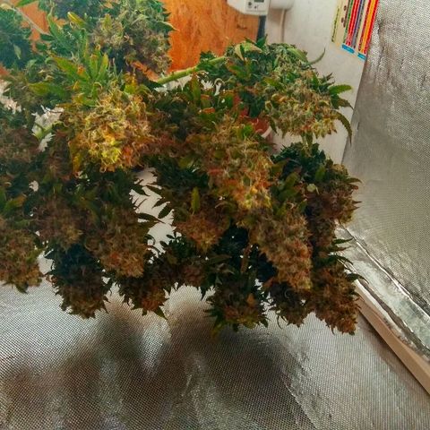 Auto Northern Lights growlog timeline photo