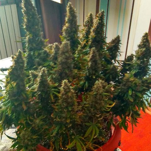 Auto Northern Lights growlog timeline photo