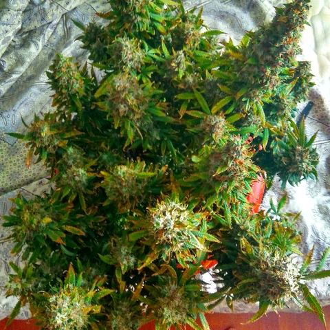 Auto Northern Lights growlog timeline photo