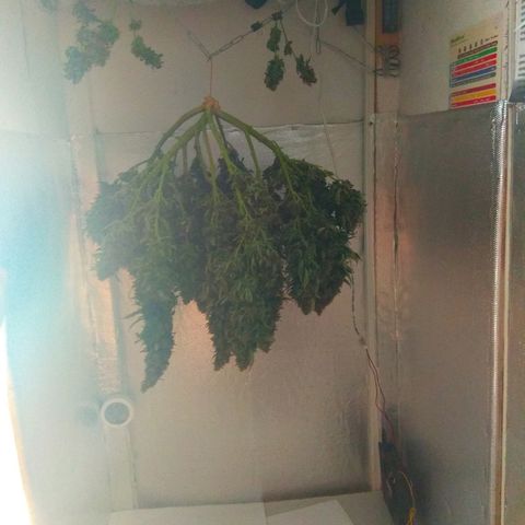 Auto Northern Lights growlog timeline photo