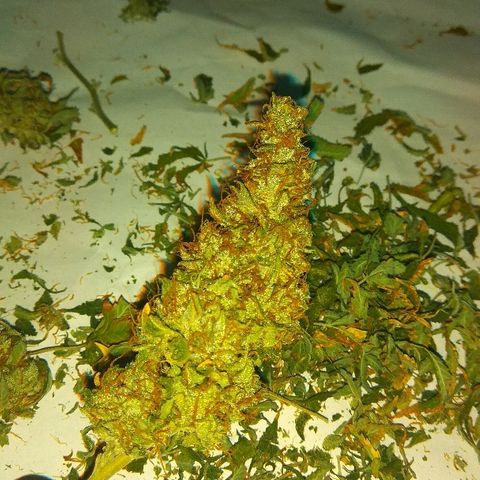 Auto Northern Lights growlog timeline photo