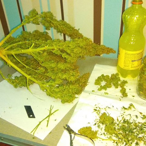 Auto Northern Lights growlog timeline photo