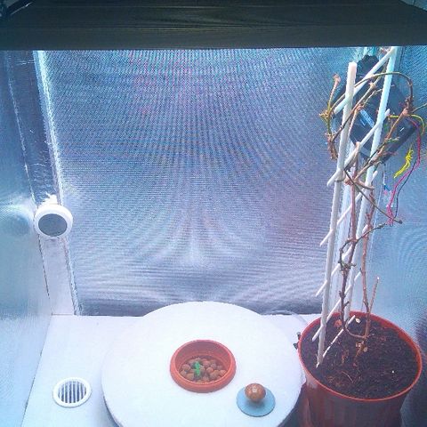 Gorilla Zkittlez growlog timeline photo