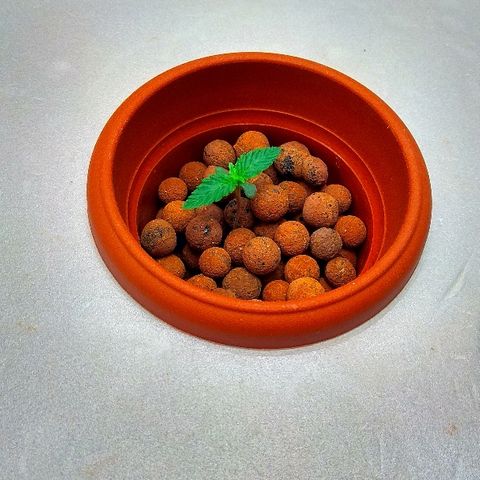 Gorilla Zkittlez growlog photo: Прут корни